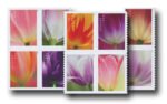 2023 Tulip Blossoms Forever Stamps